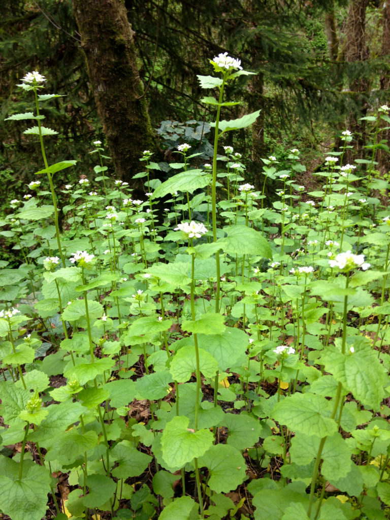Garlic mustard