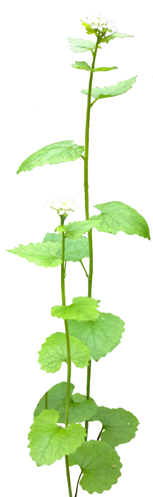 Garlic Mustard