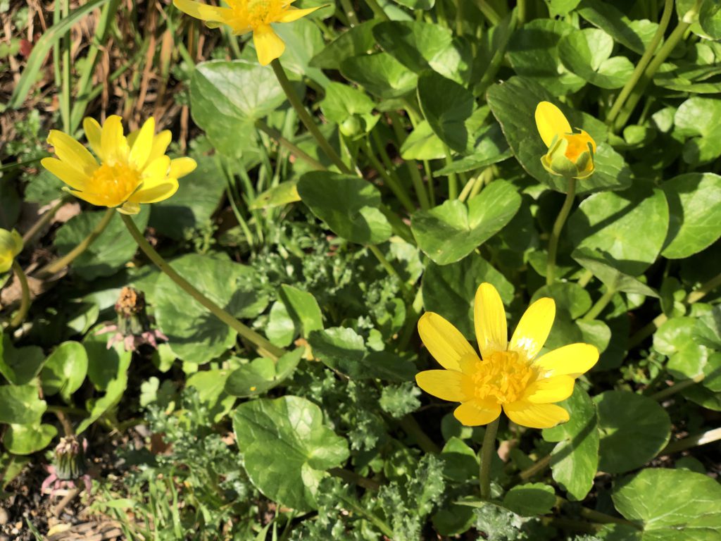 Yellow lesser celandine flowers with dark green leaves