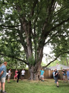 Heritage Silver Maple tree surrounded by neighbors