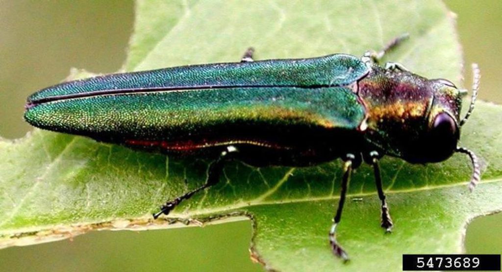 Emerald Ash Borer