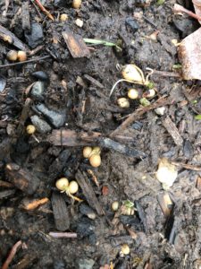 Lesser Celandine sprouting in January