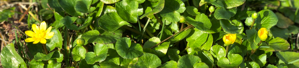 Lesser celandine yellow flowers among green leaves