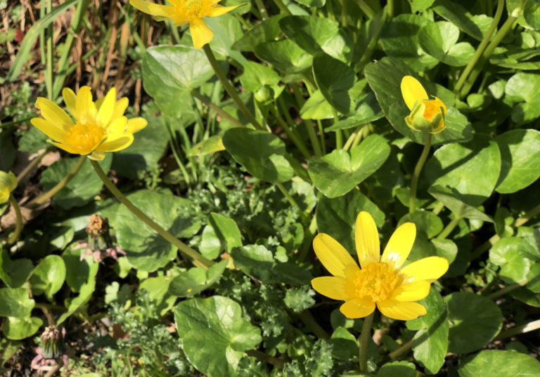 Lesser Celandine