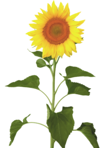 A yellow sunflower with green stem and leaves