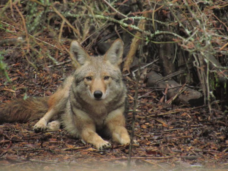 A coyote lying on the ground.