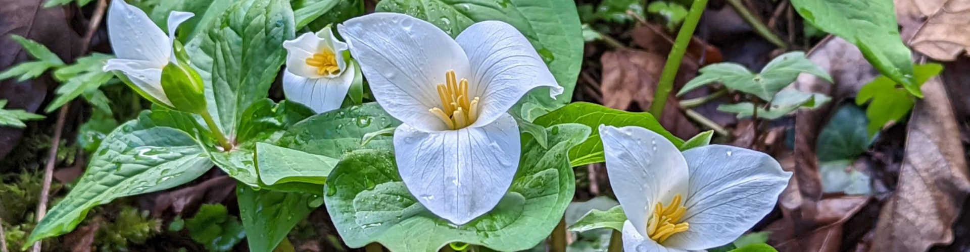 Trillium Flowers